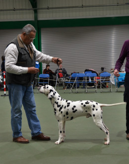 Post Graduate Dog or Bitch, Dalminshi Starlight Express, Hernandez Mr & Mrs R & I