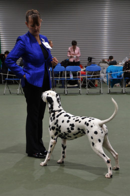 Open Dog or Bitch, Tamilanda Pick-A-Lilly (JW), Mr K & Mrs D L Whincup