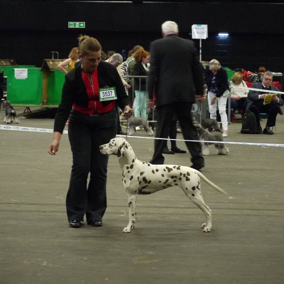 dalmatian kennel club